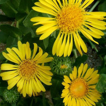 Flora