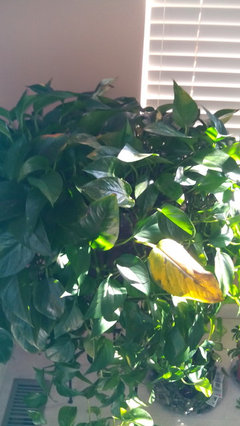 Pothos leaves are turning yellow and brown | Houzz Forum