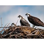 Ernie Sears's photo