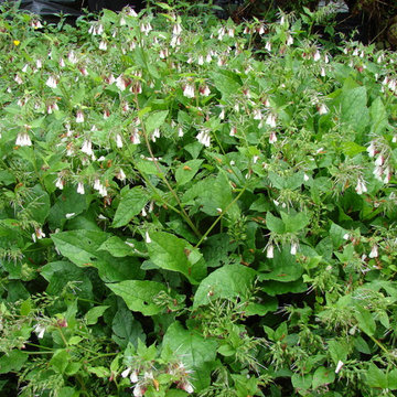 Permaculture/Farms