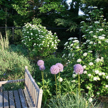 Garden Plants