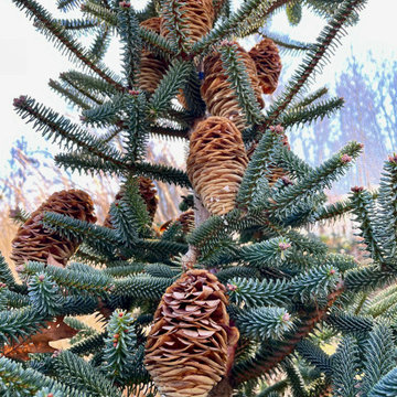 Spanish fir with opening cones