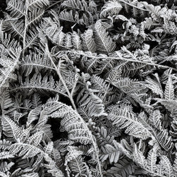 Frost Leaf - Wallpaper