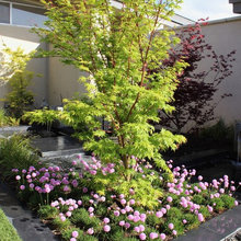 Garden - Japanese