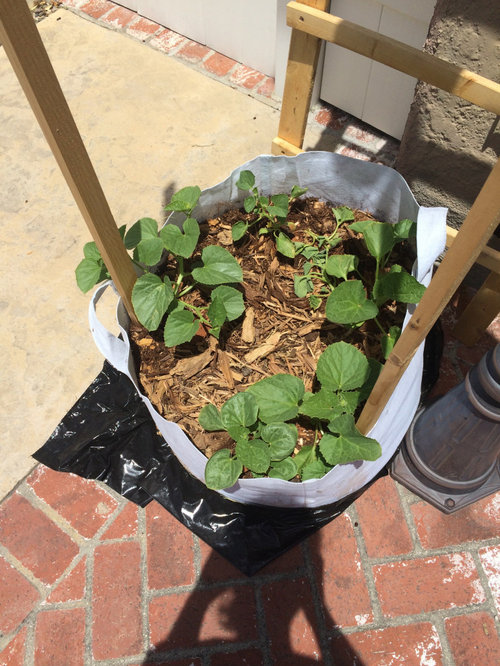 Please help! Cucumber stems being eaten