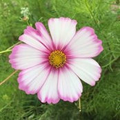 Sheena Callaghan's photo