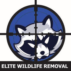 Elite Wildlife Removal