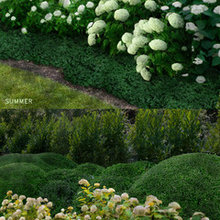 PLANTS