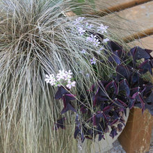 Plants and Garden Spaces