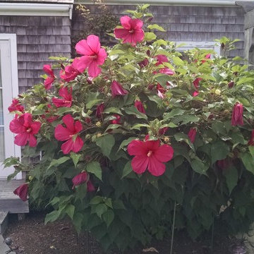 It's almost mid-September here on Nantucket and these Mallows are as happy as Cl