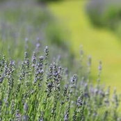 Jennifer Cowan Haugh's photo