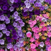 Laraine Hull's photo