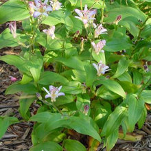 Bronson Shade Perennials