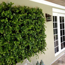 VINE WALL