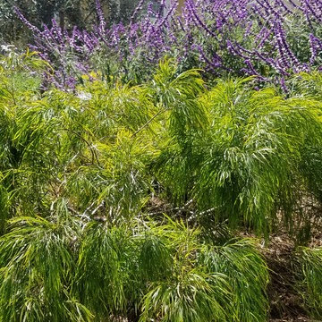 Perrenial Color year round
