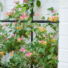 plants and flowers