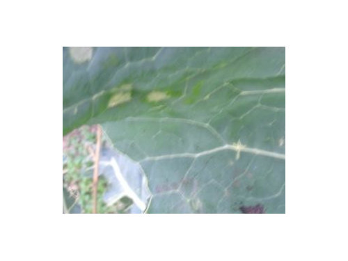 What Is Eating My Cauliflower Leaves