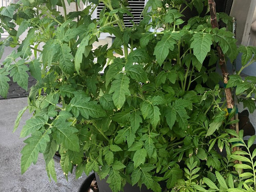 Tomato plant growing and not flowering