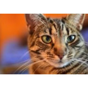 Marcella Bernstein's photo