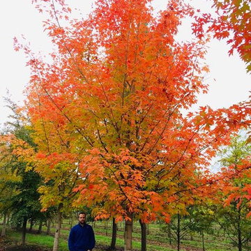Green Mountain Sugar Maple fall color