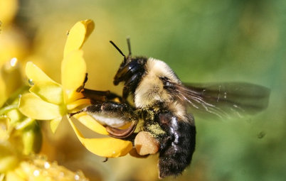 Gardening for the Bees, and Why It’s a Good Thing