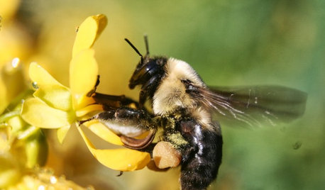 Gardening for the Bees, and Why It’s a Good Thing