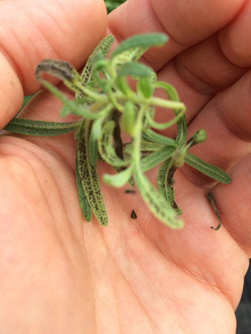 Rosemary dark spots