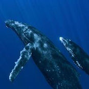 Dmitry Kozhokar's photo