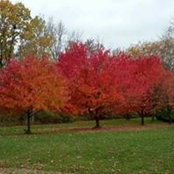 Tammy Risi Oberlin's photo