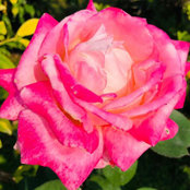 Foto von Shalini Singh
