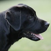 Jodi Chandler's photo