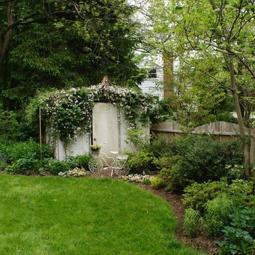 Clematis Montana