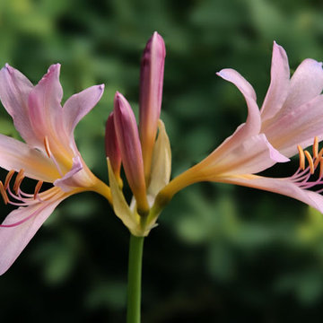 Lycoris squamigera