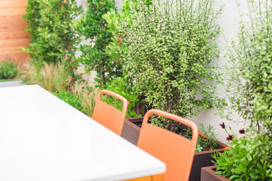 Imagen de jardín de secano moderno pequeño en primavera en patio trasero con jardín de macetas, exposición total al sol, adoquines de hormigón y con madera