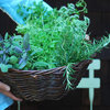 Extreme Herb Gardening for Extreme Flavor