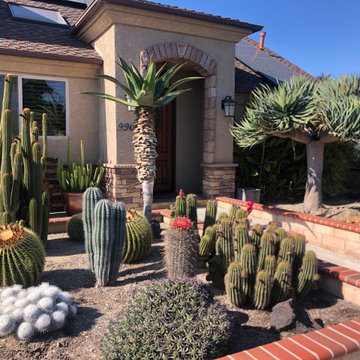 Cactus beds, super hardy, lovely native shapes & colors
