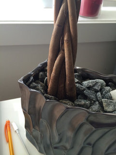 Braided Money Tree - One Trunk Wrinkled and Soft - HELP! | Houzz Forum