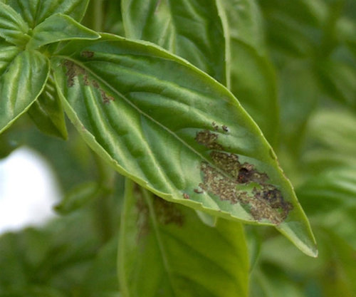 how can i stop bugs from eating my basil