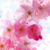 Lisa Herron's photo