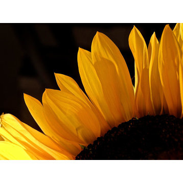 Fine Art Photograph, Sunlit Sunflowers III, Fine Art Paper Giclee