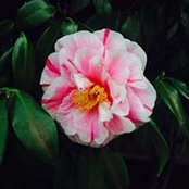 Kelly Nie's photo