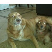 Chad Pape's photo