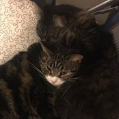 Anja Williams's photo