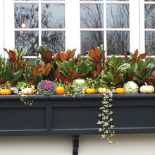 pumpkins