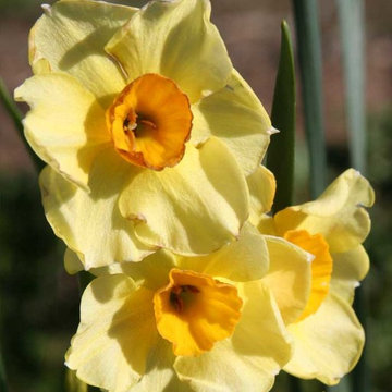 ‘Golden Dawn’ Narcissus Narcissus tazetta 'Golden Dawn'