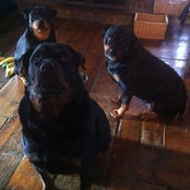 Foto von Rott'n Rotties