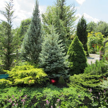 Fredonia Conifer Garden