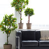 Serene Spaces Living Artificial Orange Tree, 47"