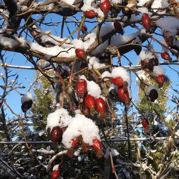 Seasonal plants