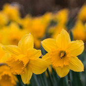 Jan Griffiths's photo